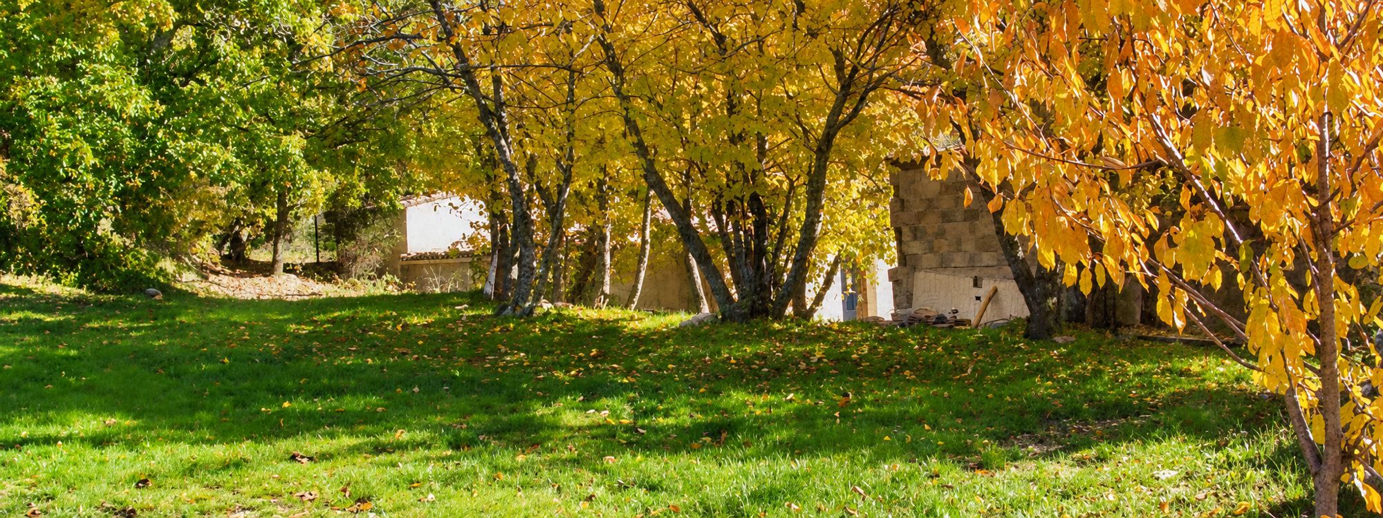 Pelouse ombragée sous des arbres aux feuilles dorées, bâtiments de la ferme au fond.