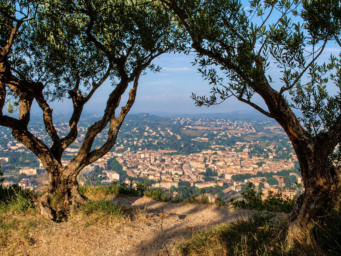 Vue sur les toits de Manosque entre deux oliviers.